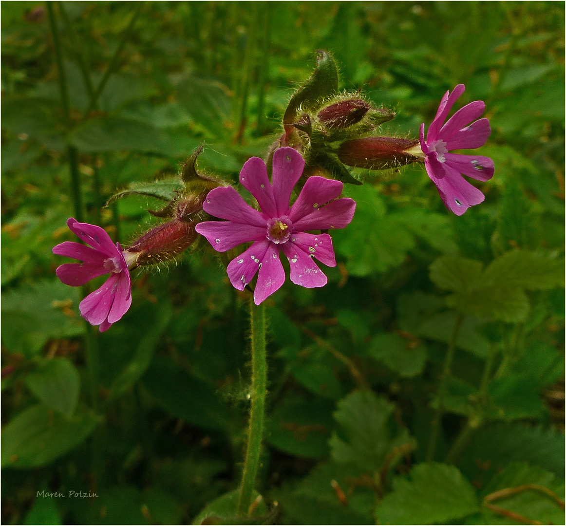 Rote Lichtnelke