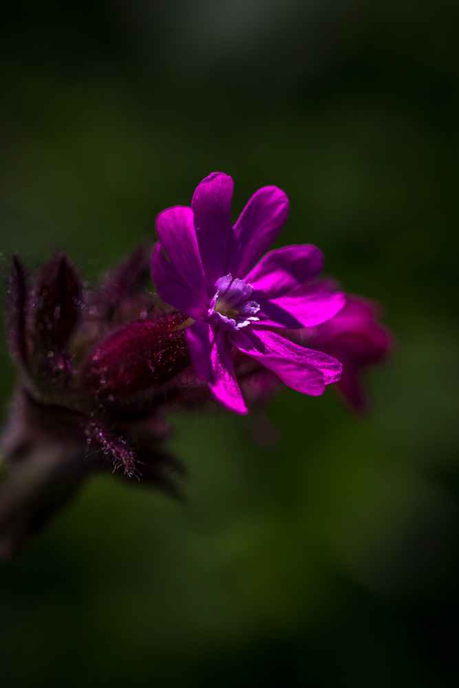 Rote Lichtnelke