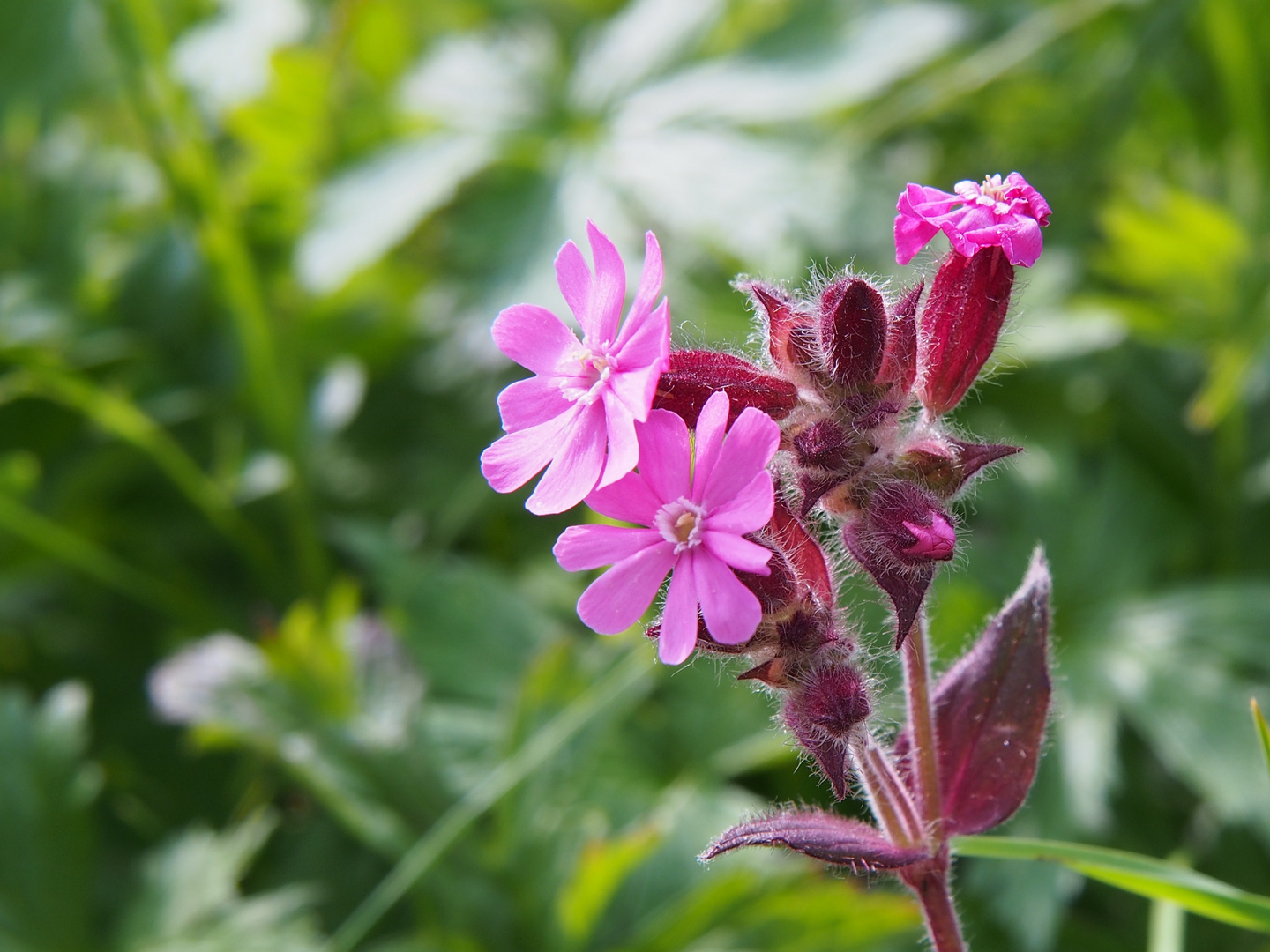 Rote Lichtnelke