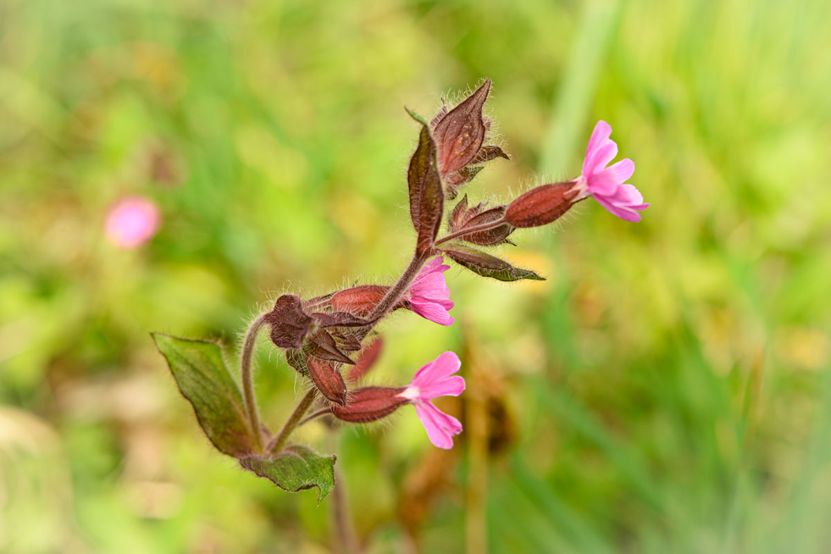 rote Lichtnelke