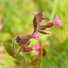 rote Lichtnelke