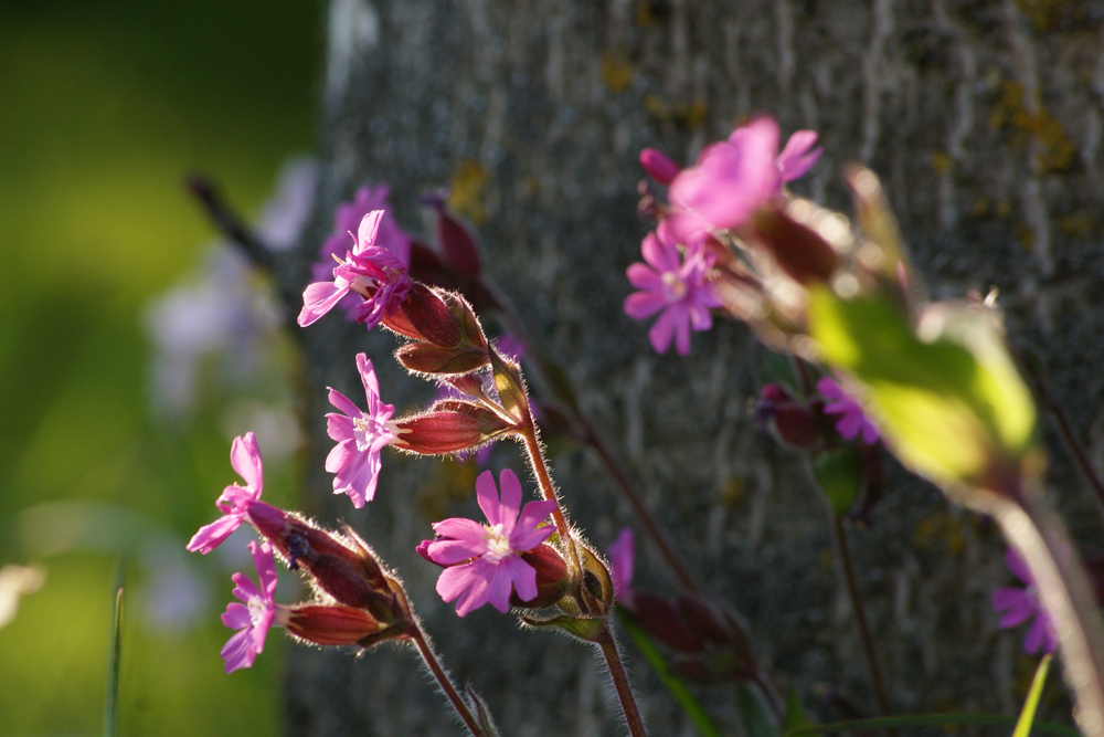 Rote Lichtnelke