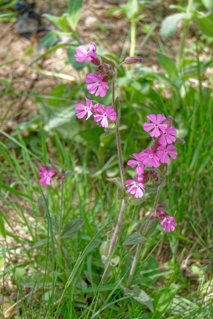 Rote Lichtnelke