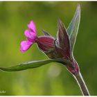 Rote Lichtnelke