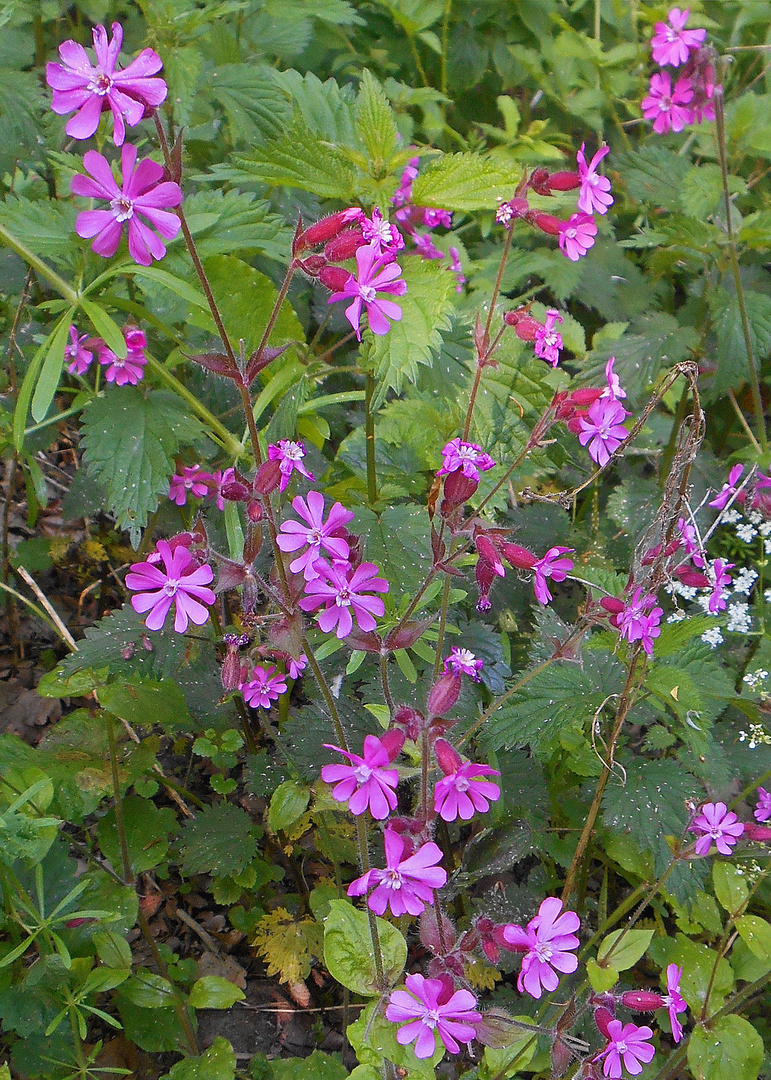 Rote Lichtnelke