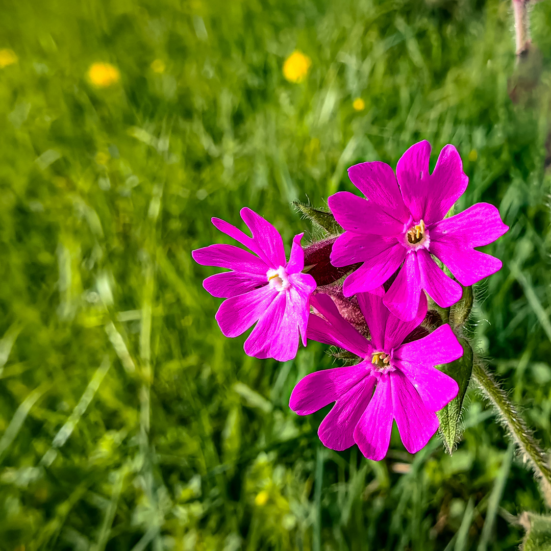 Rote Lichtnelke eine Art der Leimkräuter