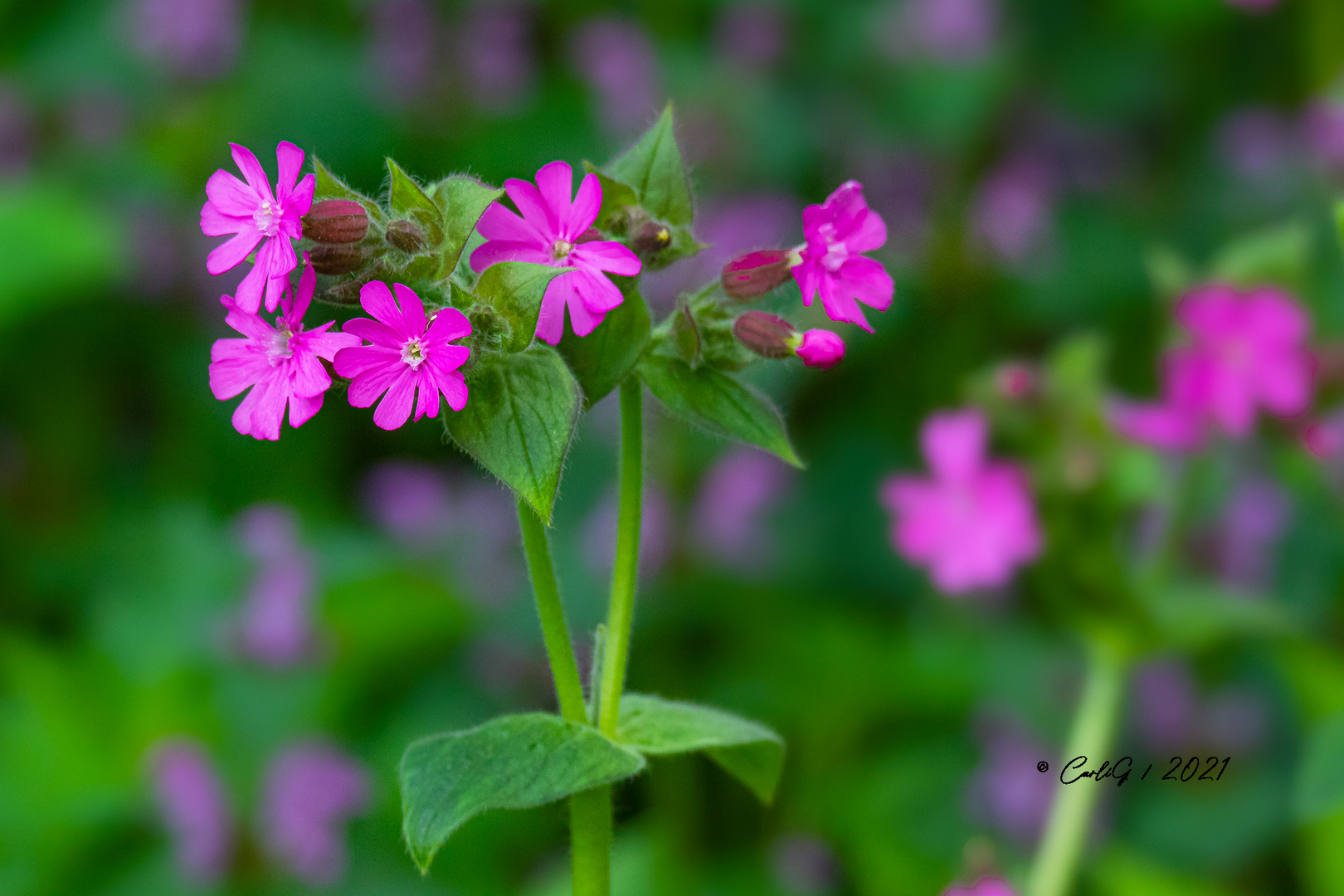 Rote Lichtnelke (Silene dioica) 1