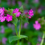 Rote Lichtnelke (Silene dioica) 1