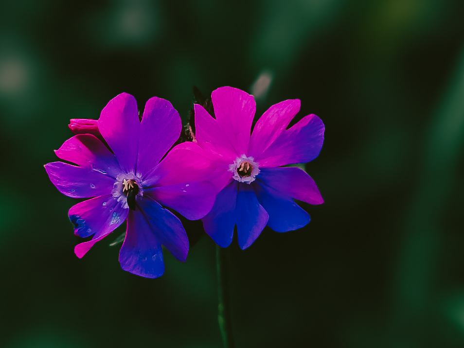 Rote Lichtnelke Silene dioica