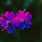 Rote Lichtnelke Silene dioica