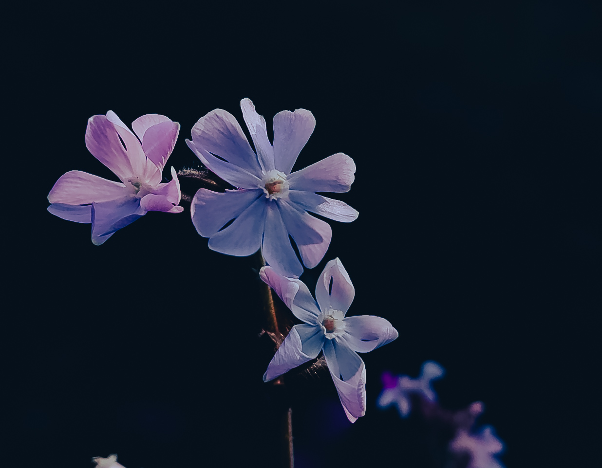 Rote Lichtnelke Silene dioica