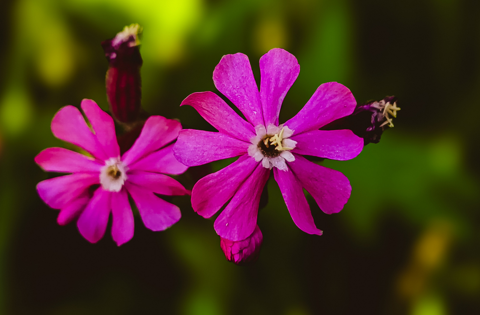 Rote Lichtnelke Silene dioica