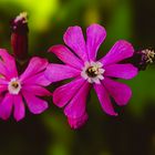 Rote Lichtnelke Silene dioica