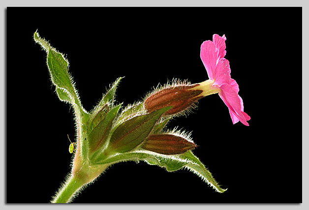 Rote Lichtnelke (Silene dioica)