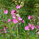 Rote Lichtnelke  ( Silene dioica )