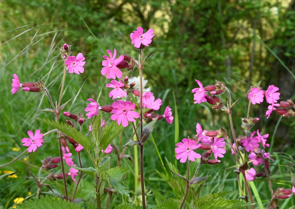 Rote Lichtnelke  ( Silene dioica )