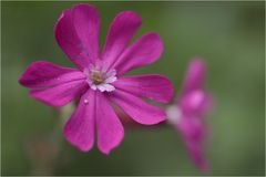 Rote Lichtnelke (Silene dioica)