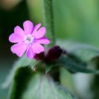 Rote Lichtnelke (Silene dioica).