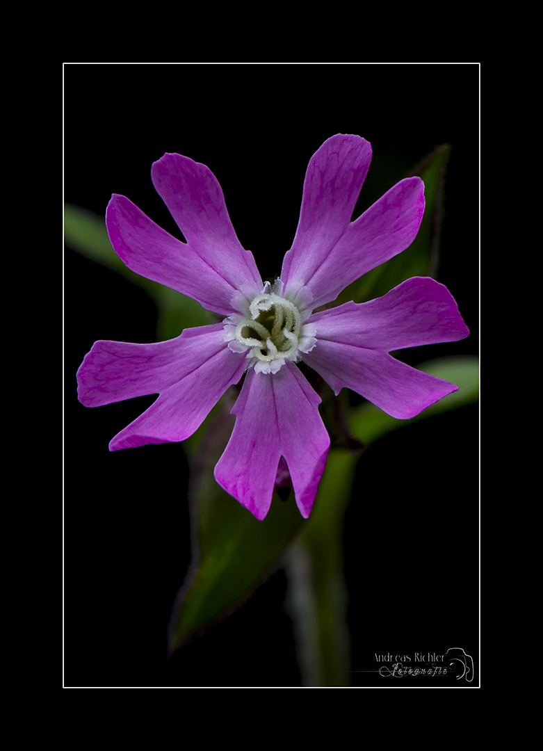 Rote Lichtnelke Silene dioica