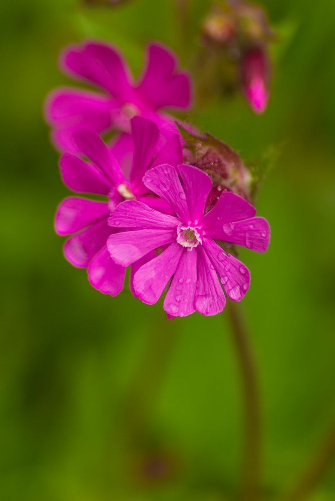 Rote Lichtnelke (Silene dioica)