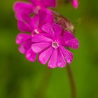 Rote Lichtnelke (Silene dioica)