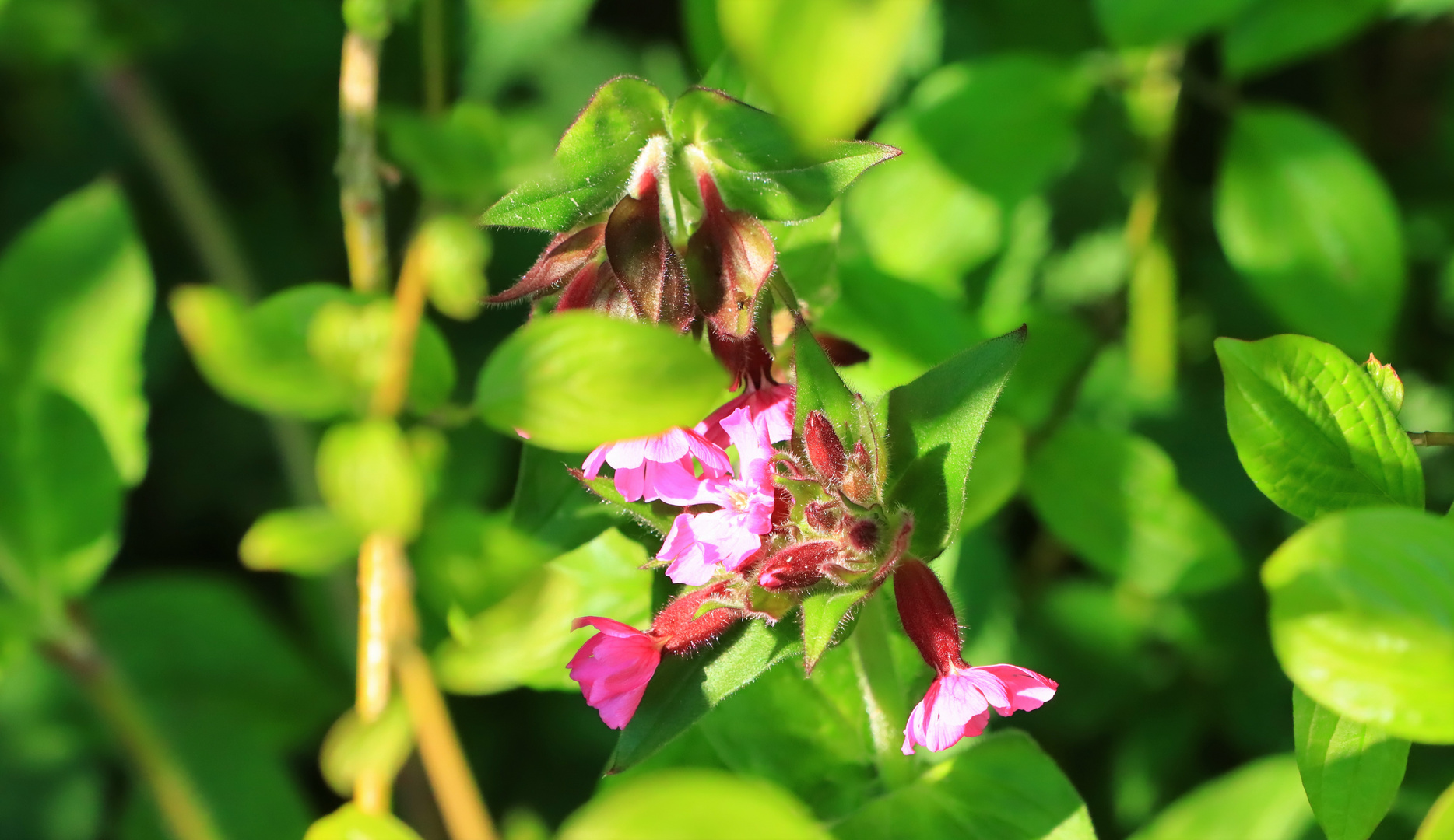 Rote Lichtnelke (Silene dioica)