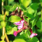 Rote Lichtnelke (Silene dioica)