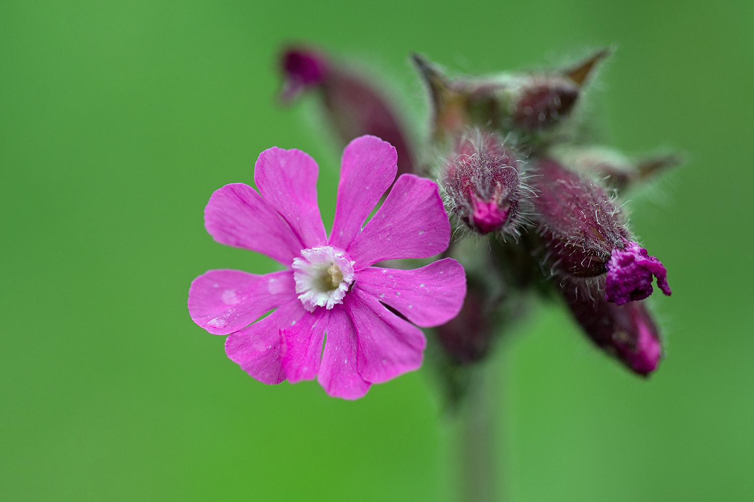 Rote Lichtnelke (Silene dioica) 