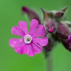 Rote Lichtnelke (Silene dioica) 