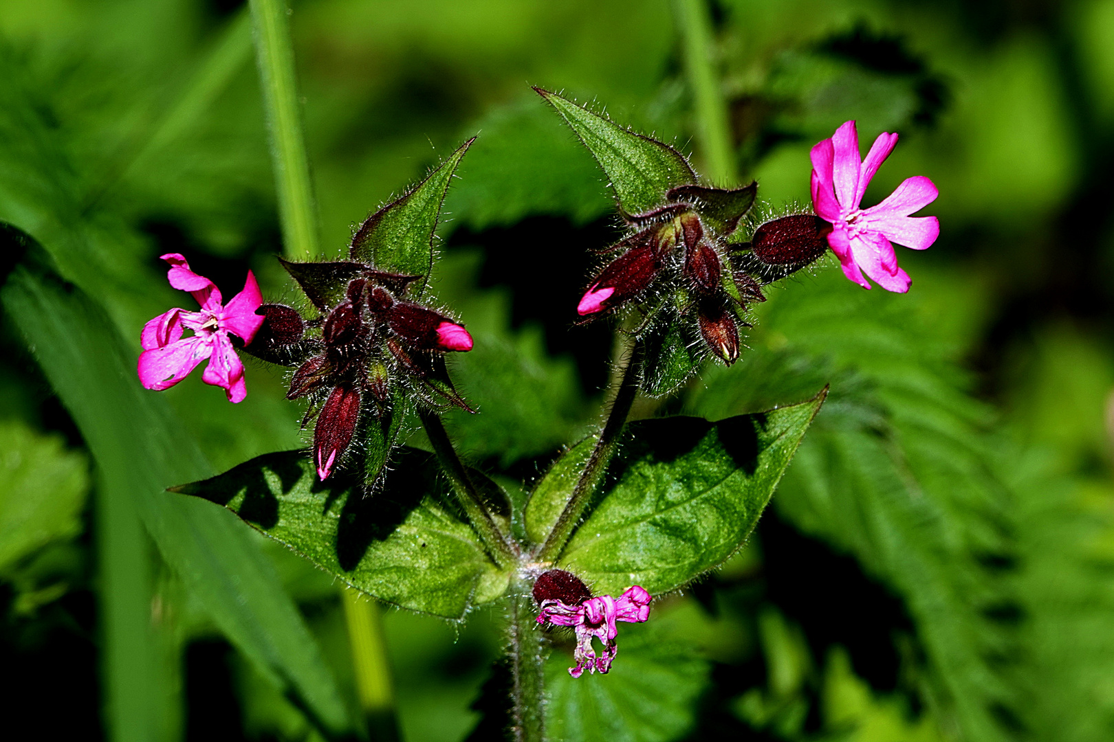 Rote Lichtnelke (Silene dioica)