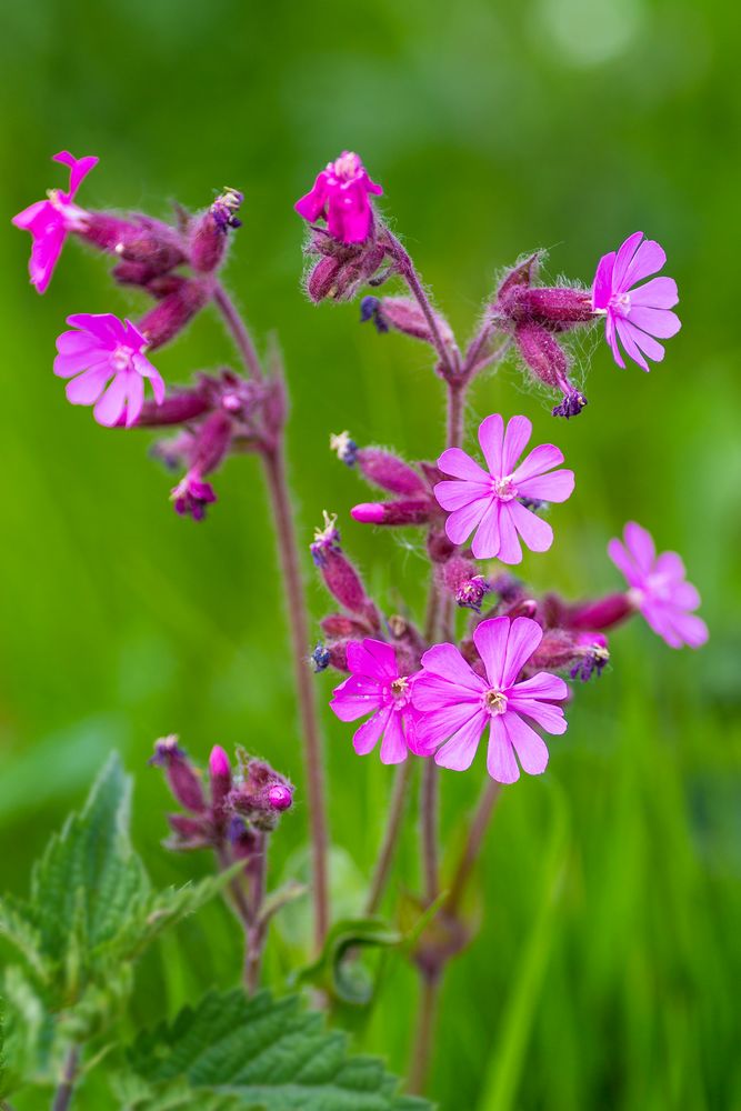 Rote Lichtnelke (Silene dioica)