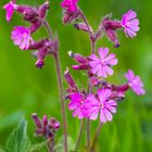 Rote Lichtnelke (Silene dioica)