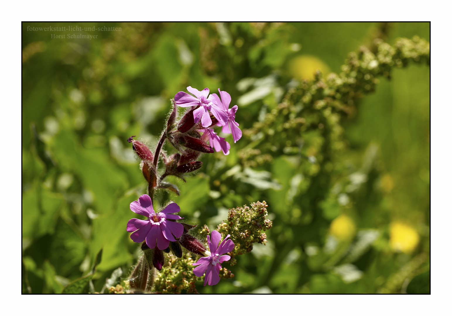 Rote Lichtnelke - Silene dioica