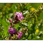 Rote Lichtnelke - Silene dioica