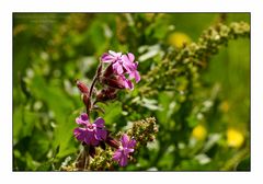 Rote Lichtnelke - Silene dioica