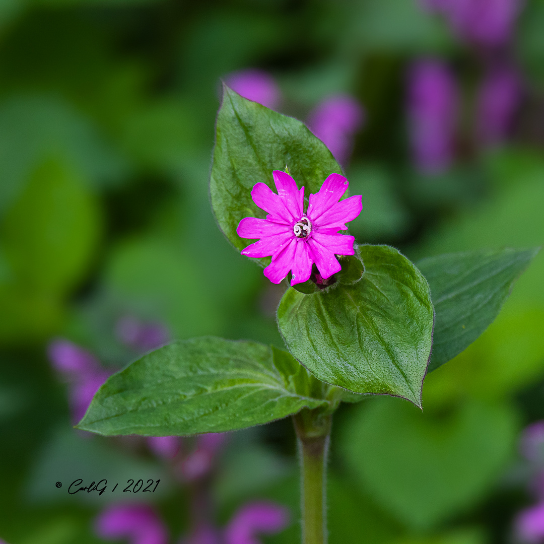 Rote Lichtnelke (Silene dioica) 