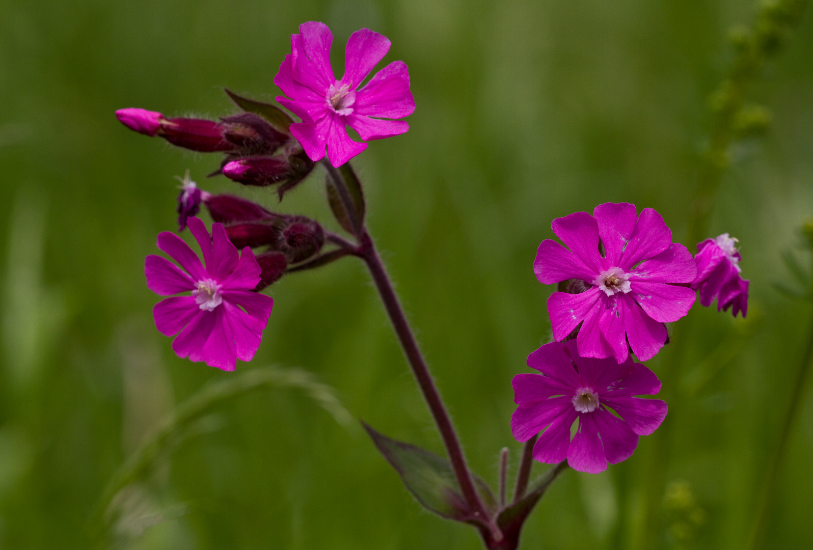 Rote Lichtnelken