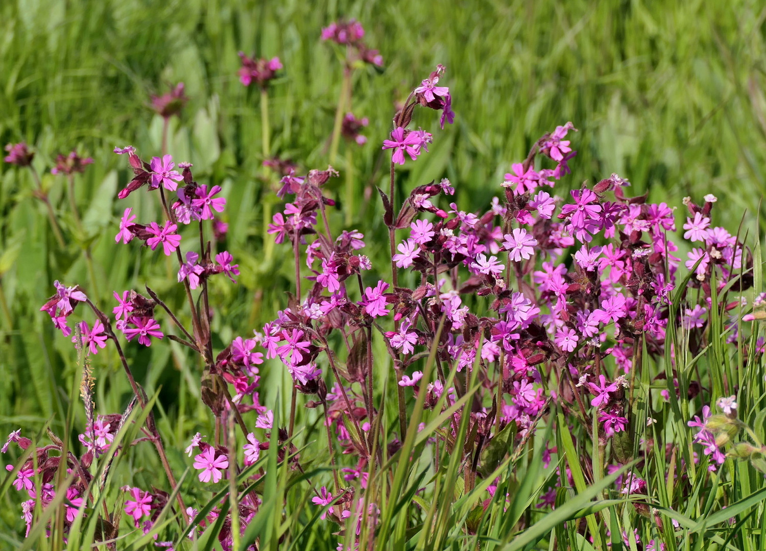 Rote Lichtnelken