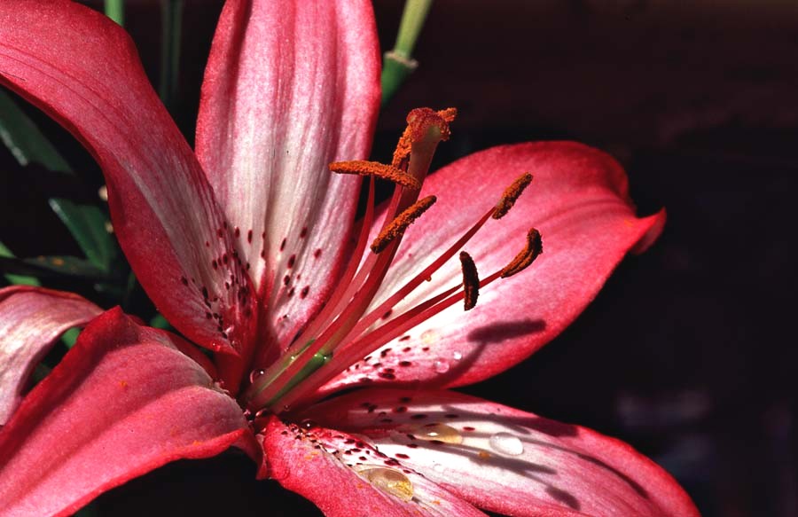 Rote Lilie Foto & Bild pflanzen, pilze & flechten, blüten