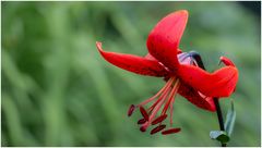 rote Lilie?