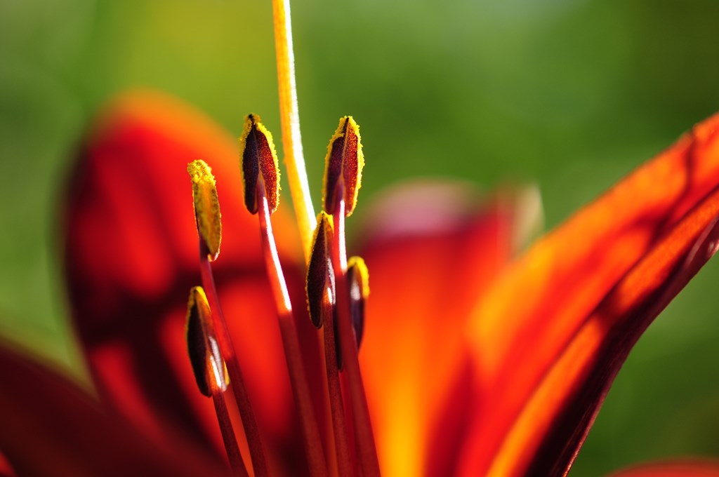 Rote Lilie Blütenstempel Foto & Bild pflanzen, pilze & flechten