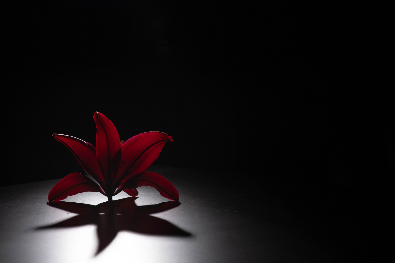 Rote Lilie im Scheinwerferlicht