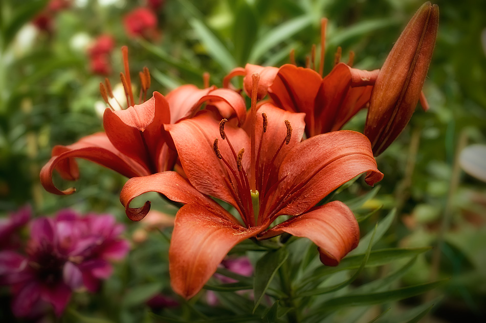 Rote Lilien Foto & Bild pflanzen, pilze & flechten, blüten