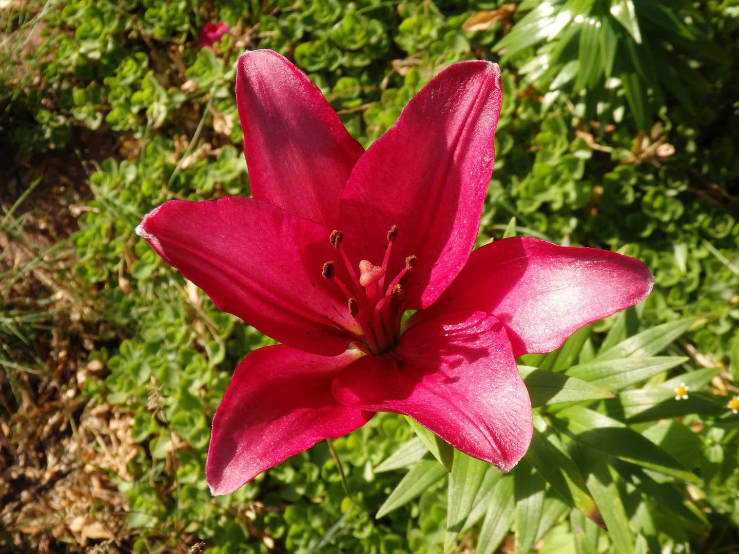 Rote Lilien - eine Freude für jeden Garten