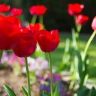 Rote Lilien im Garten