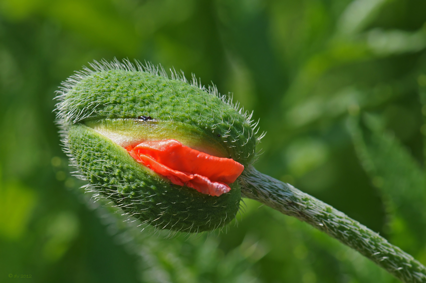 Rote Lippen