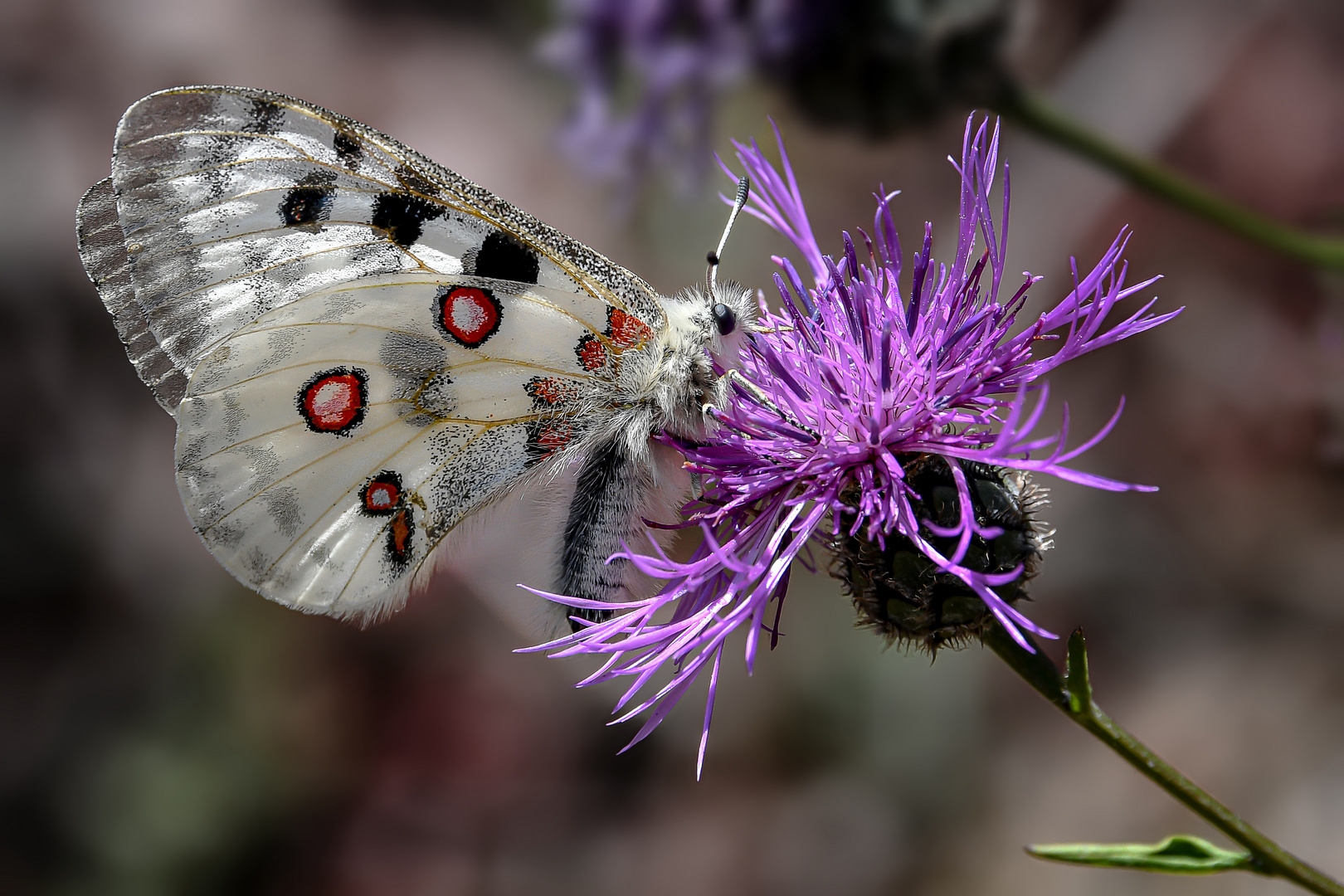 Rote Liste Foto & Bild world, natur, insekten Bilder auf