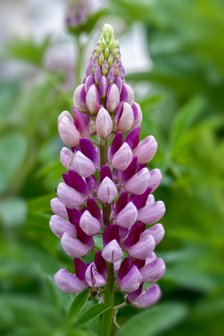 rote Lupine