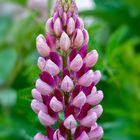 rote Lupine