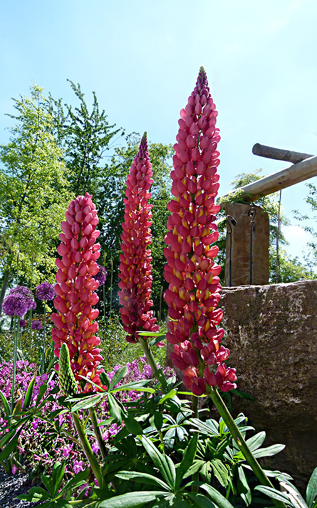 Rote Lupinen